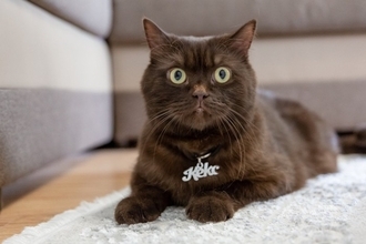 猫が『覚えやすい名前』の条件3選　名付けるときのポイントや注意すべきこと