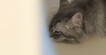 『猫を飼っていて嬉しい瞬間』をSNSに投稿したら…698万表示された尊い光景に「可愛くて涙が出てくる」「分かりみが深すぎる」の声