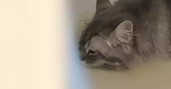 『猫を飼っていて嬉しい瞬間』をSNSに投稿したら…698万表示された尊い光景に「可愛くて涙が出てくる」「分かりみが深すぎる」の声