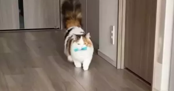 飼い主と遊ぶ猫→おもちゃを遠くの方に投げてもらうと…犬のような行動が37万再生「やれやれだぜｗ」「歩き方がめっちゃ可愛い」