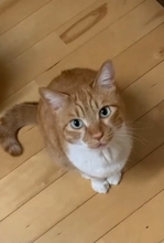 なかなか起きない娘に痺れを切らした猫が…閉まっているドアの前で見せた『まさかの光景』が31万再生「器用ｗｗ」「起こされたい」の声