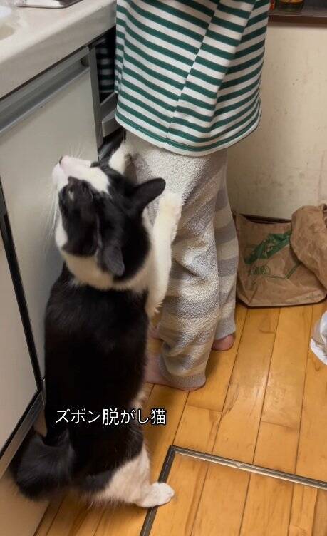 なかなか起きない娘に痺れを切らした猫が…閉まっているドアの前で見せた『まさかの光景』が31万再生「器用ｗｗ」「起こされたい」の声