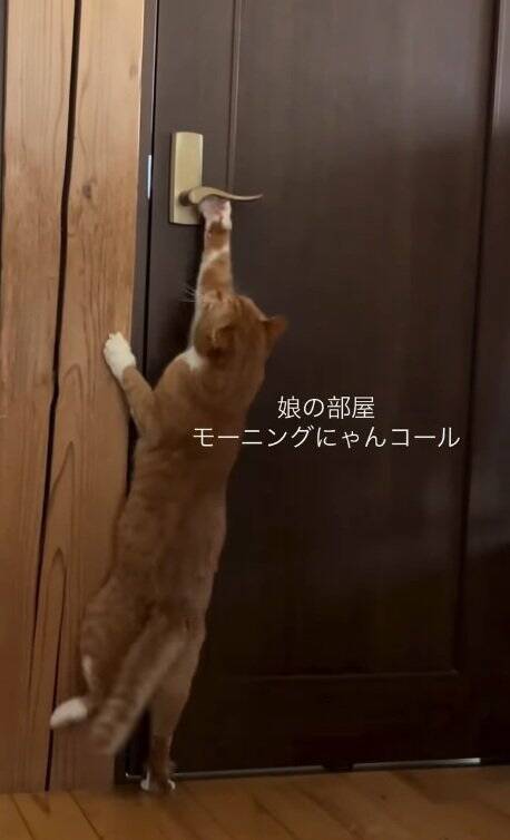 なかなか起きない娘に痺れを切らした猫が…閉まっているドアの前で見せた『まさかの光景』が31万再生「器用ｗｗ」「起こされたい」の声