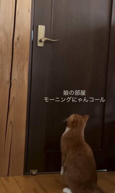 なかなか起きない娘に痺れを切らした猫が…閉まっているドアの前で見せた『まさかの光景』が31万再生「器用ｗｗ」「起こされたい」の声