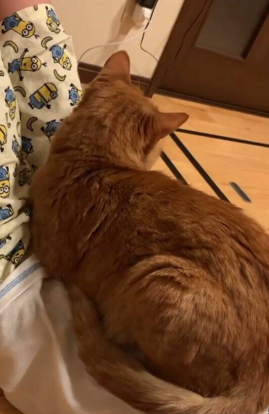 なかなか起きない娘に痺れを切らした猫が…閉まっているドアの前で見せた『まさかの光景』が31万再生「器用ｗｗ」「起こされたい」の声