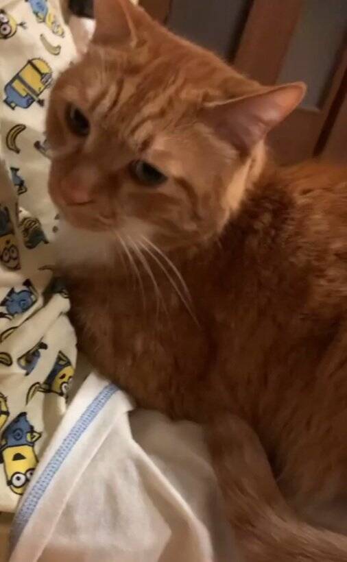 なかなか起きない娘に痺れを切らした猫が…閉まっているドアの前で見せた『まさかの光景』が31万再生「器用ｗｗ」「起こされたい」の声