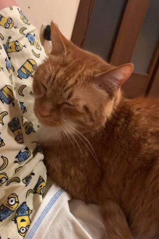 なかなか起きない娘に痺れを切らした猫が…閉まっているドアの前で見せた『まさかの光景』が31万再生「器用ｗｗ」「起こされたい」の声