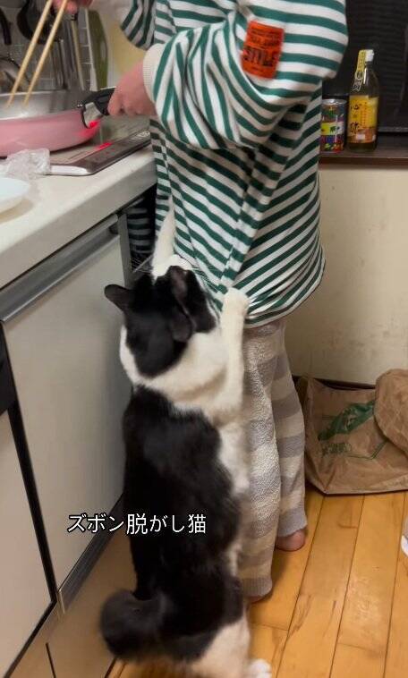 なかなか起きない娘に痺れを切らした猫が…閉まっているドアの前で見せた『まさかの光景』が31万再生「器用ｗｗ」「起こされたい」の声