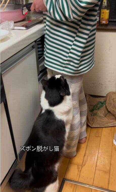 なかなか起きない娘に痺れを切らした猫が…閉まっているドアの前で見せた『まさかの光景』が31万再生「器用ｗｗ」「起こされたい」の声