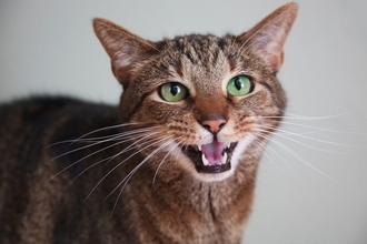 ニャーーーン！猫が『長く鳴く』ときのキモチ3選　季節やシチュエーションで変わる？