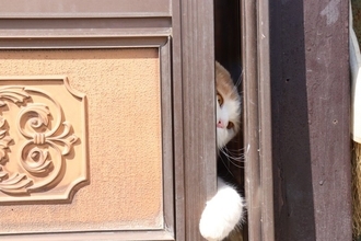 猫が『脱走』してしまったときにすべきこと6つ　探し方のポイントや再発予防策も解説