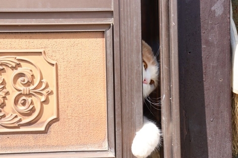 猫が『脱走』してしまったときにすべきこと6つ　探し方のポイントや再発予防策も解説