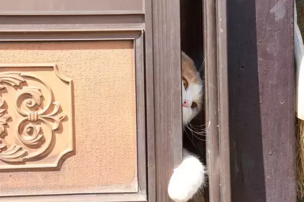 猫が『脱走』してしまったときにすべきこと6つ　探し方のポイントや再発予防策も解説