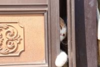 猫が『脱走』してしまったときにすべきこと6つ　探し方のポイントや再発予防策も解説