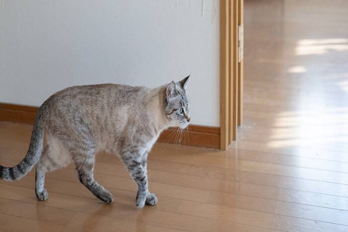 猫が『脱走』してしまったときにすべきこと6つ　探し方のポイントや再発予防策も解説