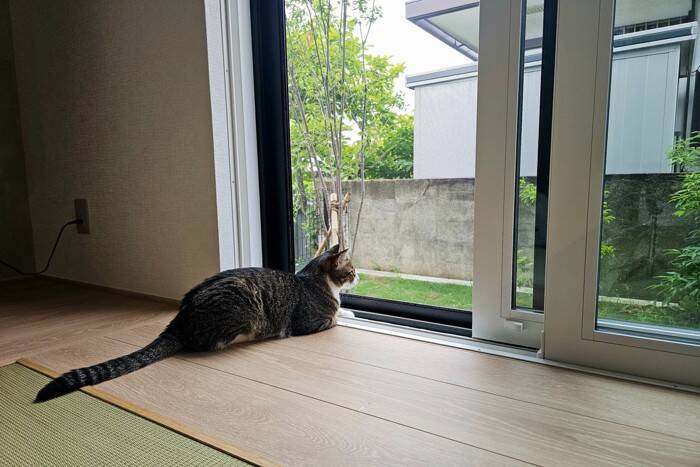 猫が『脱走』してしまったときにすべきこと6つ　探し方のポイントや再発予防策も解説