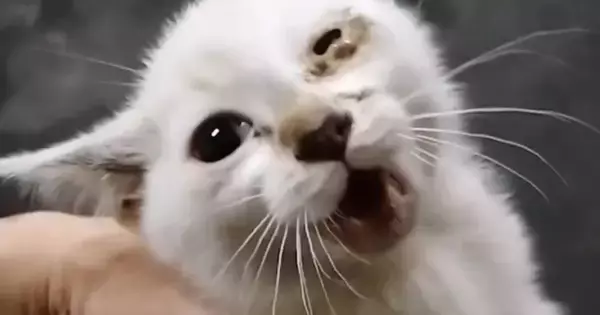 車のボンネットに『閉じ込められていた子猫』を保護→『４年』が経つと…「誰！ｗ」同じ猫とは思えないビフォーアフターに「ラスボス感ｗ」の声