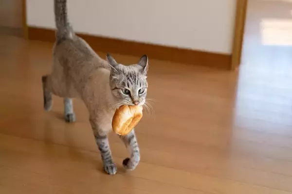 猫が『盗み食い』をする原因5つ　危険なトラブルの可能性や対策方法