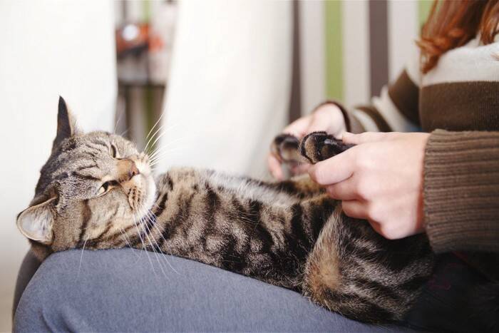 猫とのスキンシップに取り入れたい『ツボマッサージ』の方法4選　効能や心地よくさせるコツも