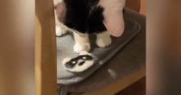 愛猫にそっくりの『ワッペン』を進呈→眺めていると思ったら、次の瞬間…爆笑の展開が115万再生「吹いてしまったｗ」「お気に召さなかったｗ」