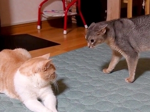 深夜にスイッチが入った猫→同居猫にちょっかいをかけていたら…思わず笑ってしまう『想定外の展開』が12万再生「後ずさるの笑ったｗｗｗ」