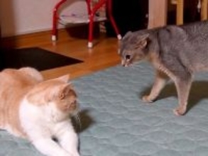 深夜にスイッチが入った猫→同居猫にちょっかいをかけていたら…思わず笑ってしまう『想定外の展開』が12万再生「後ずさるの笑ったｗｗｗ」