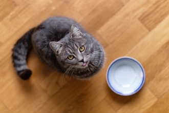 猫の寿命を短くする『危険な節約術』4選　健康へ与える悪影響や起こりうるトラブル