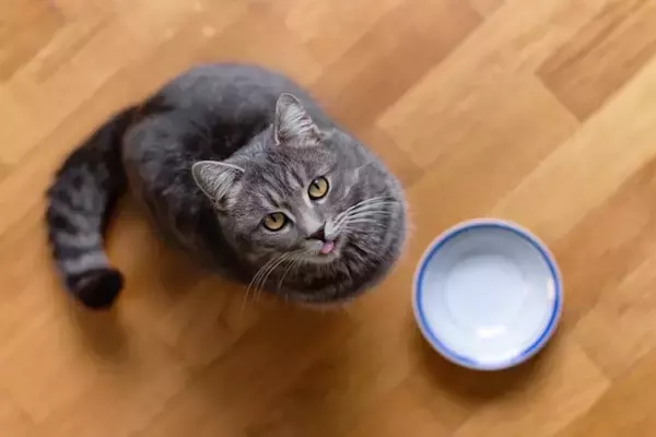 猫の寿命を短くする『危険な節約術』4選　健康へ与える悪影響や起こりうるトラブル