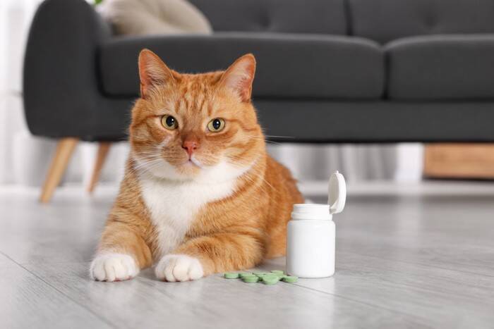 猫の寿命を短くする『危険な節約術』4選　健康へ与える悪影響や起こりうるトラブル