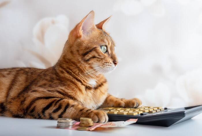 猫の寿命を短くする『危険な節約術』4選　健康へ与える悪影響や起こりうるトラブル