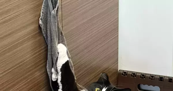 『あ、やべ』キッチンのタオルでイタズラしていた猫→見つかった瞬間の『表情』が可愛すぎると３万いいね「アニメ顔すぎ」「現行犯で逮捕」