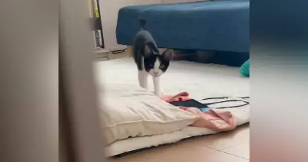 猫と『だるまさんがころんだ』で遊んでみたら→途中までは上手くいっていたのに…『思っていたのと違う展開』に「まぁ～かわいい」「笑った」