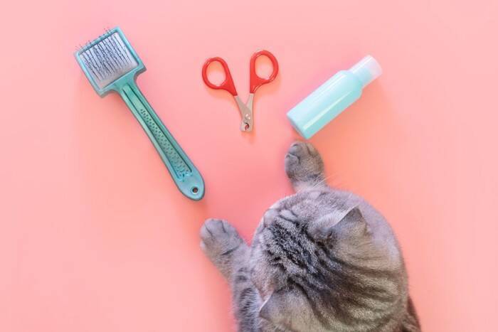 猫の『足の裏の毛』をカットしたほうがいい理由4つ　放置すると起こりうるリスクや正しい整え方