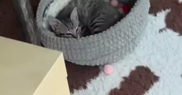 お留守番していた子猫→飼い主が帰ってきたことに気づくと…あまりにも『尊い光景』が39万再生「早く帰りたくなるね」「すべてが可愛い」