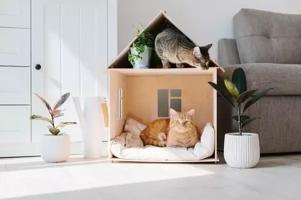 猫の長寿につながる『環境づくり』のポイント5つ　愛猫の健康を守るために心がけるべきこととは