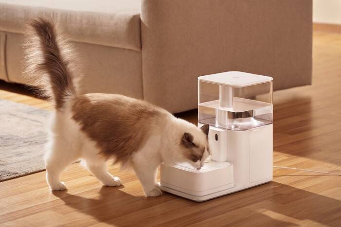 猫の長寿につながる『環境づくり』のポイント5つ　愛猫の健康を守るために心がけるべきこととは
