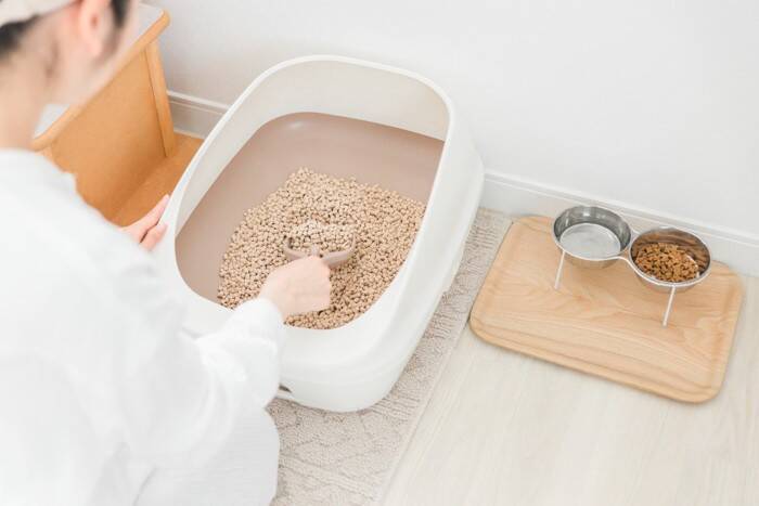 猫の長寿につながる『環境づくり』のポイント5つ　愛猫の健康を守るために心がけるべきこととは