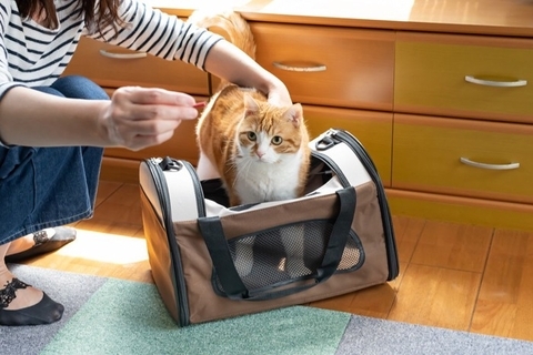 猫と一緒に『バスに乗る』ときに気を付けたい注意点3つ　必要になる準備や知っておくべきルールも