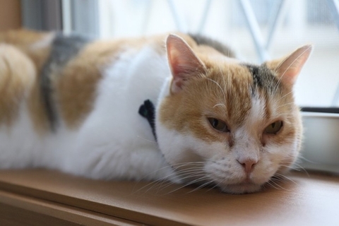 猫の『元気がない』ときに疑われる原因4つ　気を付けたい症状から病院へ連れて行く目安まで