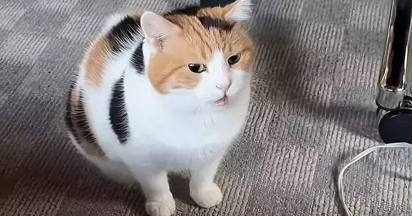 飼い主を起こそうとそばにやってきた三毛猫…控えめで可愛すぎる鳴き声が18万再生「なんて幸せな朝」「胸がぎゅってなった」と悶絶の声