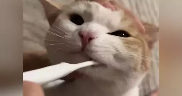 小さい頃から『歯磨きの習慣がある猫』→パパが歯を磨くと…信じられない『驚きの光景』が362万再生「天才猫ちゃん」「えーすごい」と絶賛