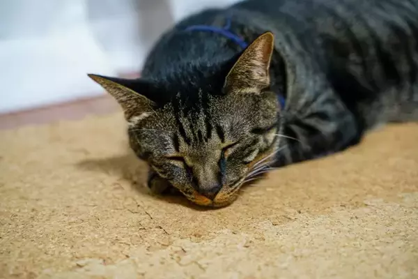 猫が快適に過ごせる『床材』3選　足腰への負担も軽減してくれるメリットも？