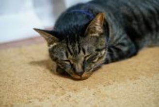猫が快適に過ごせる『床材』3選　足腰への負担も軽減してくれるメリットも？