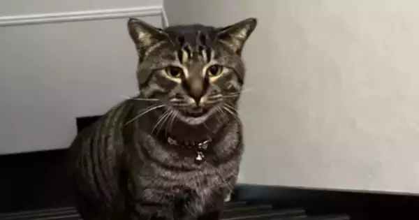 夜中に『助けを求めてきた猫』→何かあったのかと思ったら……『まさかの展開』が80万再生「言いつけに来たのかな」「平和でよかったｗ」