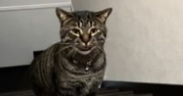 夜中に『助けを求めてきた猫』→何かあったのかと思ったら……『まさかの展開』が80万再生「言いつけに来たのかな」「平和でよかったｗ」