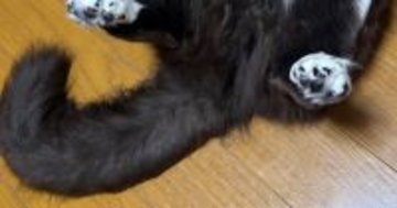 猫をお風呂に入れたら、『大きくてモフモフな尻尾』が……衝撃の『ビフォーアフター』に１万いいね「信じられない」「不思議～ｗ」と驚きの声
