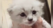 育児放棄された『白い子猫』を保護して育てた結果…全然違う見た目になった『現在の様子』が45万表示「別猫にしか見えないｗ」「魔法みたい」