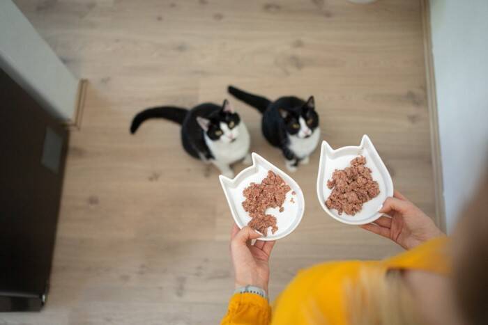 猫を迎えると『できなくなること』3つ　日常に訪れる変化や飼い主に必要な心得