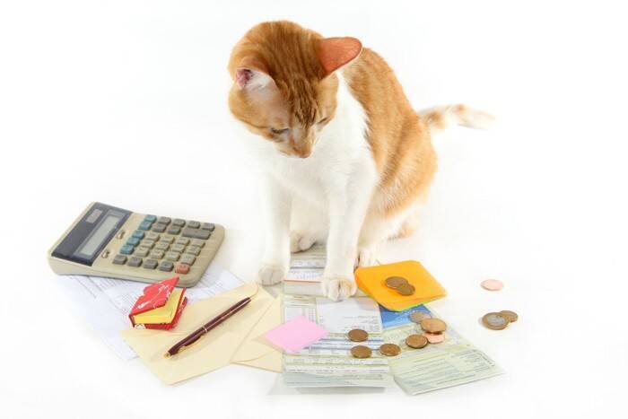 猫を迎えると『できなくなること』3つ　日常に訪れる変化や飼い主に必要な心得
