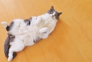 猫があなたの足元で『ゴロンと転がる』理由5選　なぜわざわざ倒れるの？飼い主に伝えたいことがある？